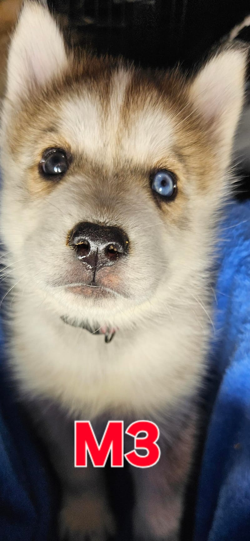 Miya & Buck - Ready 1-31-26