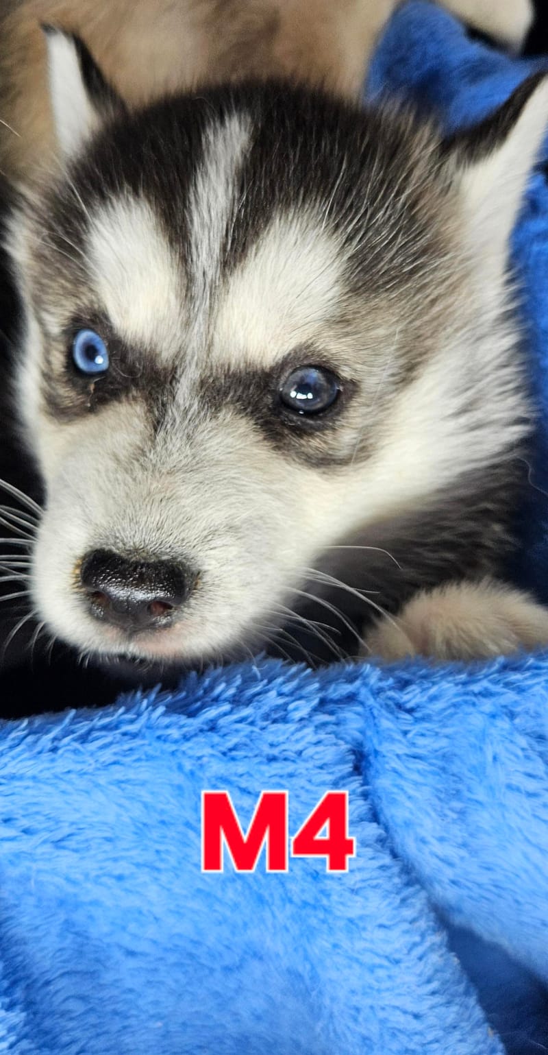 Miya & Buck - Ready 1-31-26