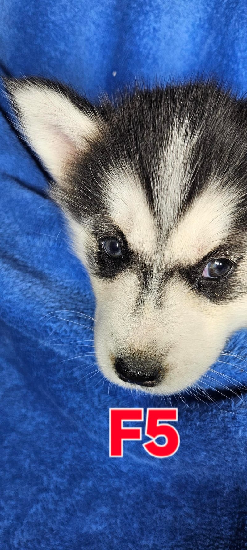 Miya & Buck - Ready 1-31-26