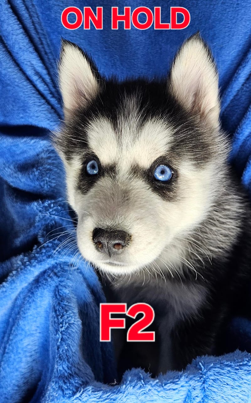 Miya & Buck - Ready 1-31-26