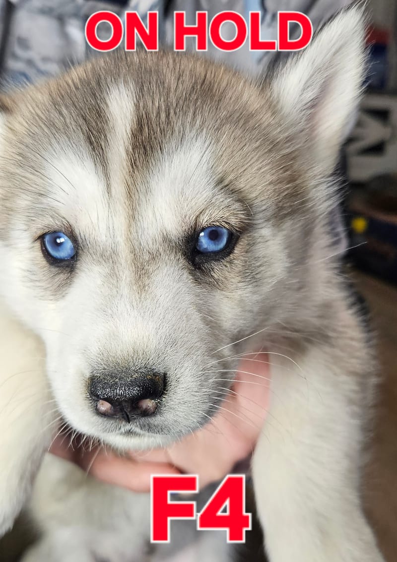 Miya & Buck - Ready 1-31-26