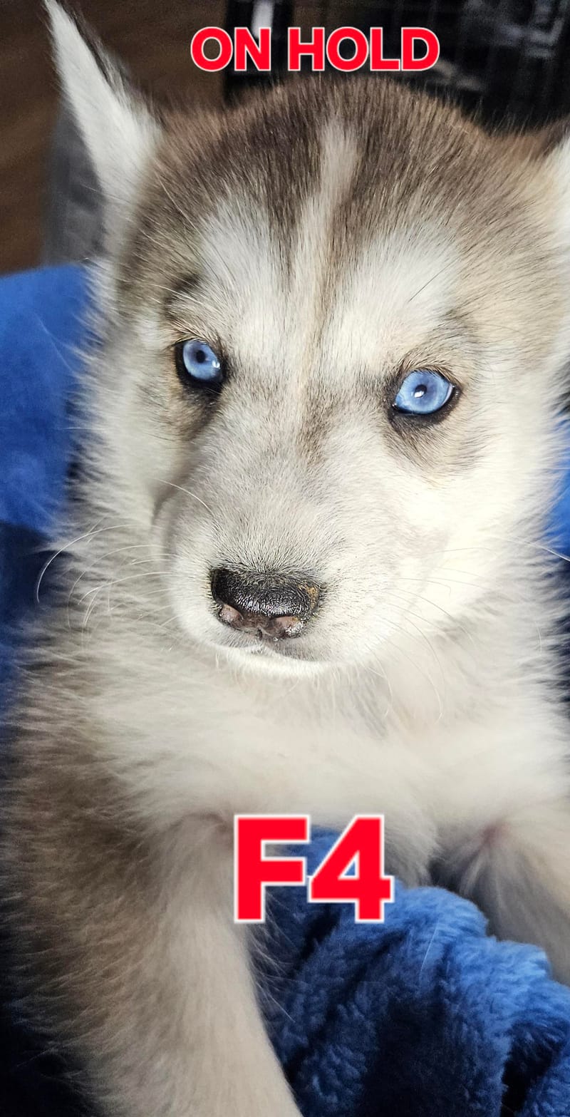 Miya & Buck - Ready 1-31-26