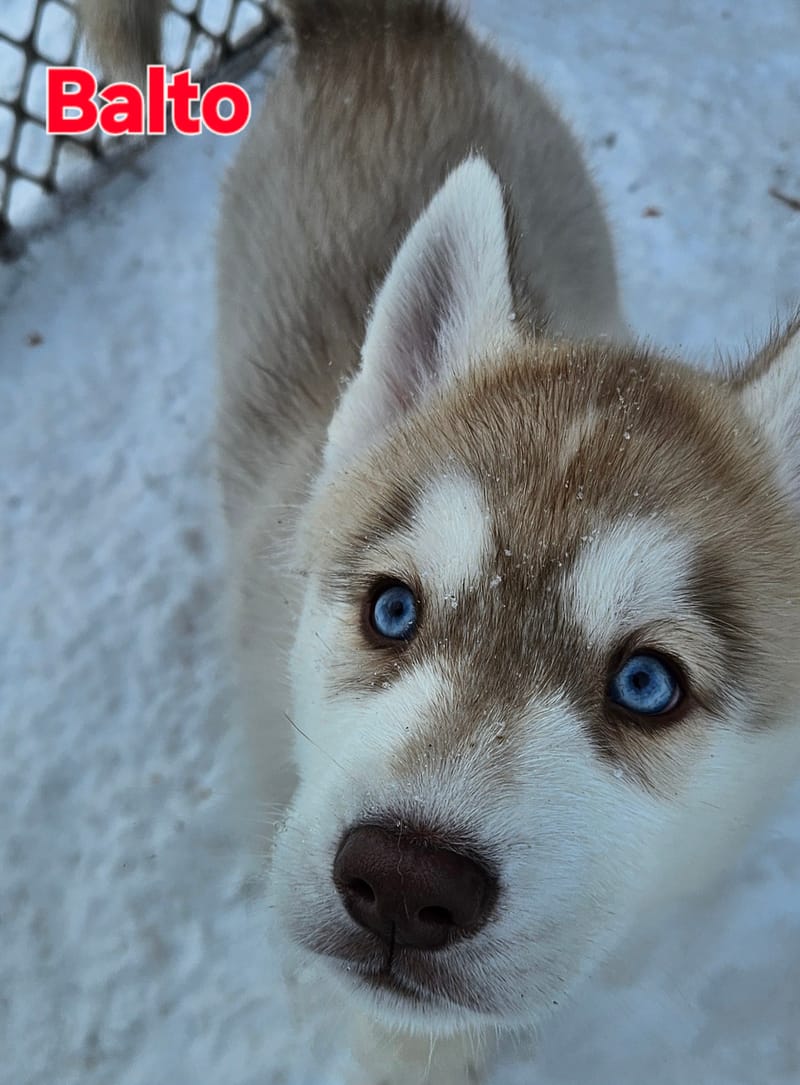 Balto - Male