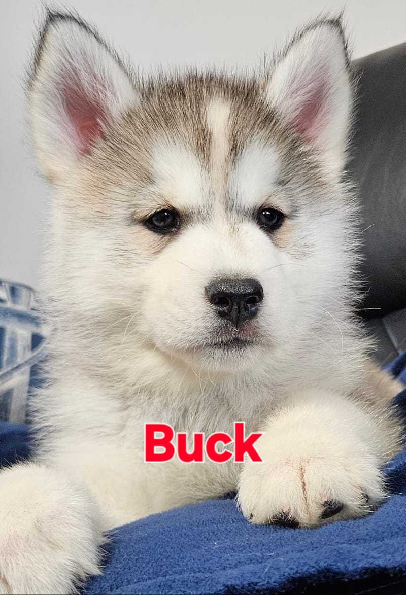 Buck - Male