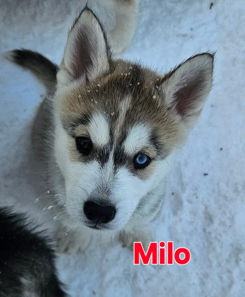 Milo - Male