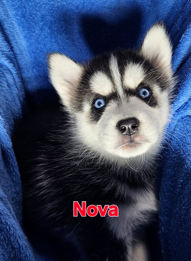 Nova - Female