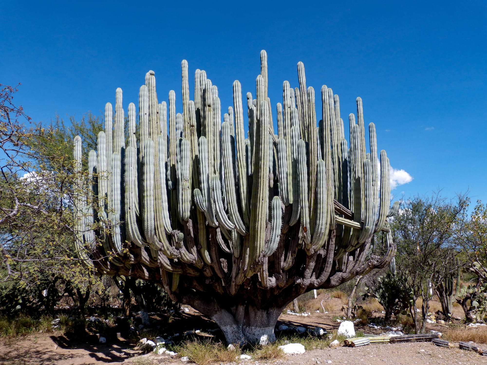 Giant cactus in Mexico