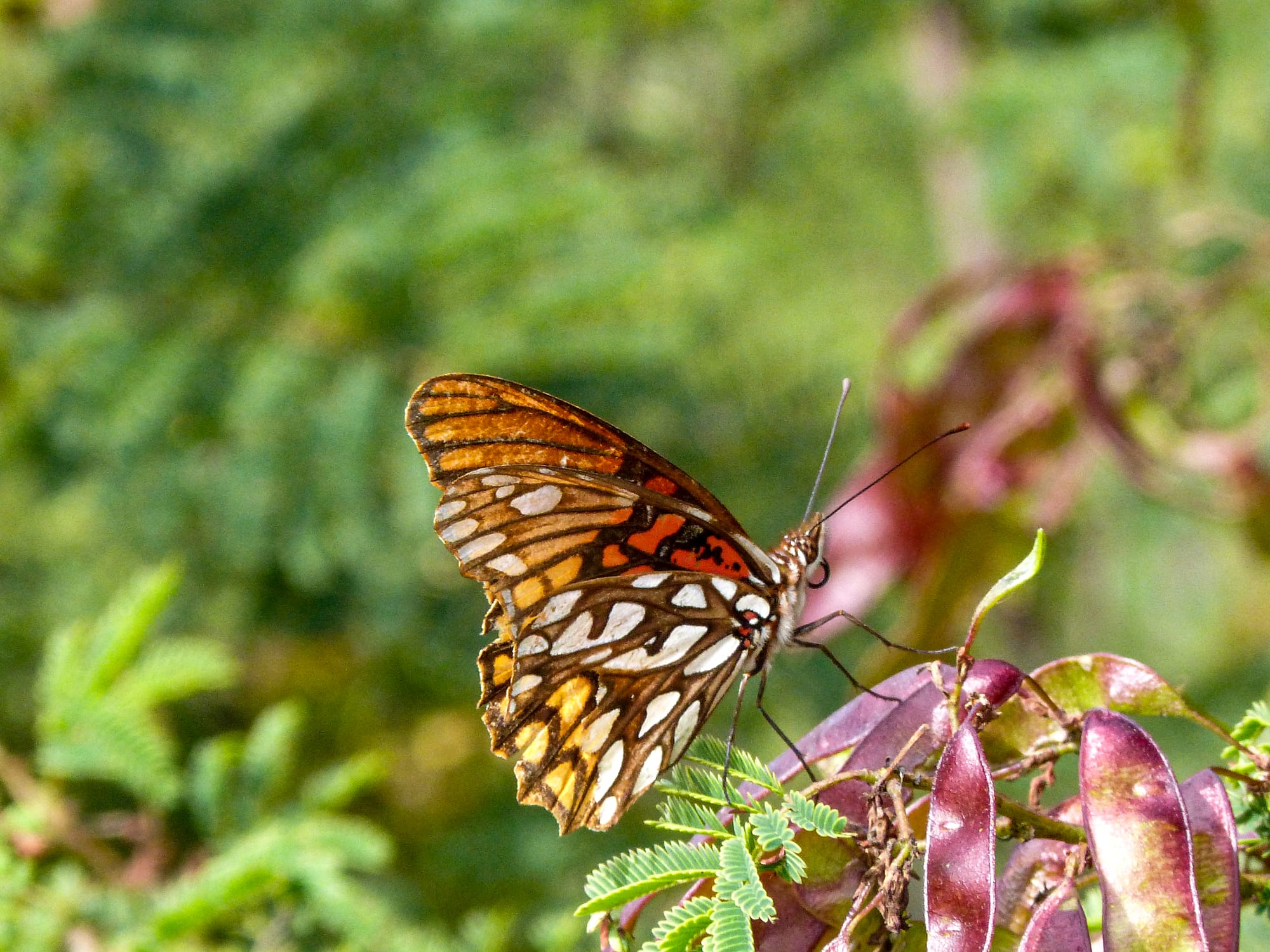 Butterfly in Monte Alban, Mexico
