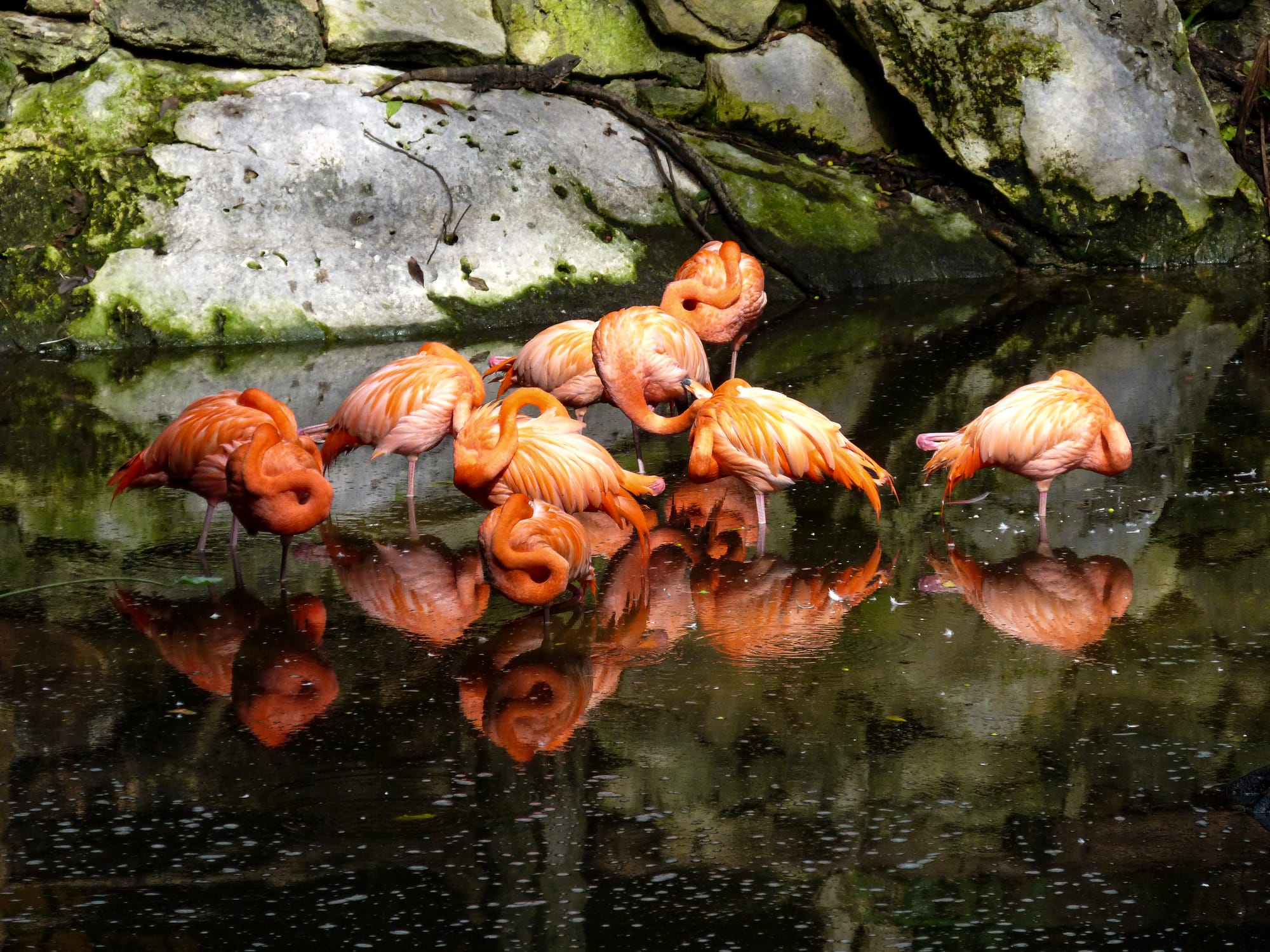 Flamingos in Playa del Carmen, Mexico