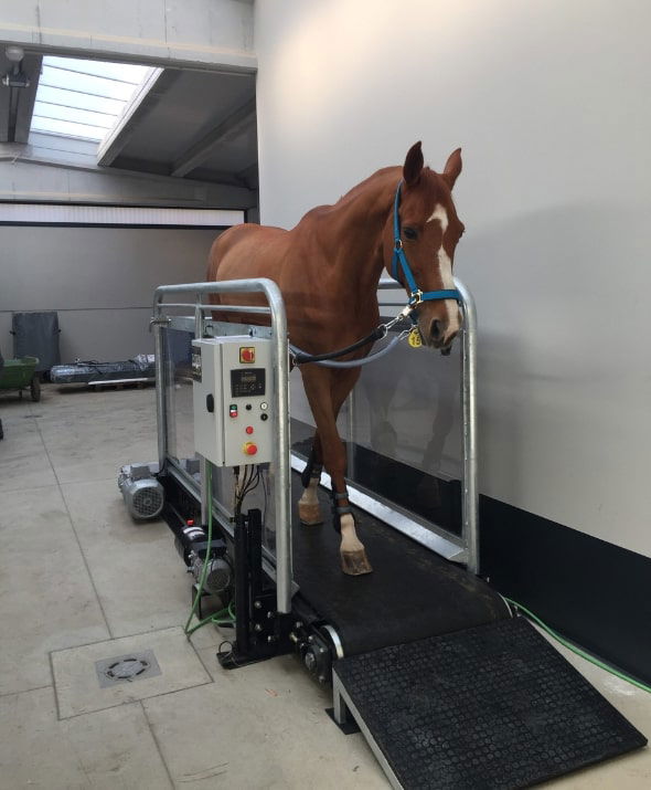 Hippocenter Futószalagos Lójártatóhoz Rámpa