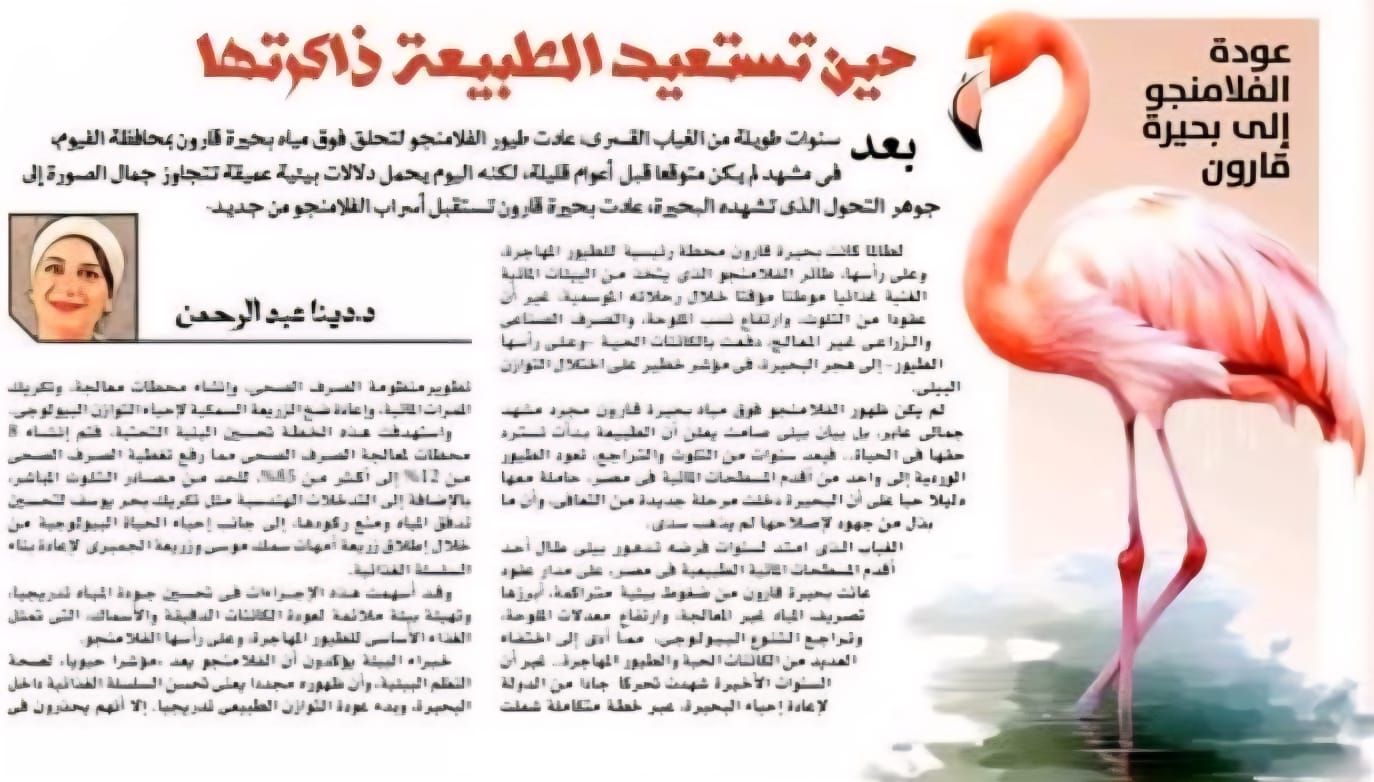 عودة الفلامنجو إلى بحيرة قارون… حين تستعيد الطبيعة ذاكرتها