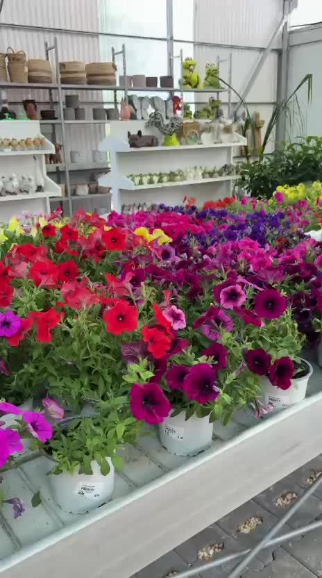 Plantas