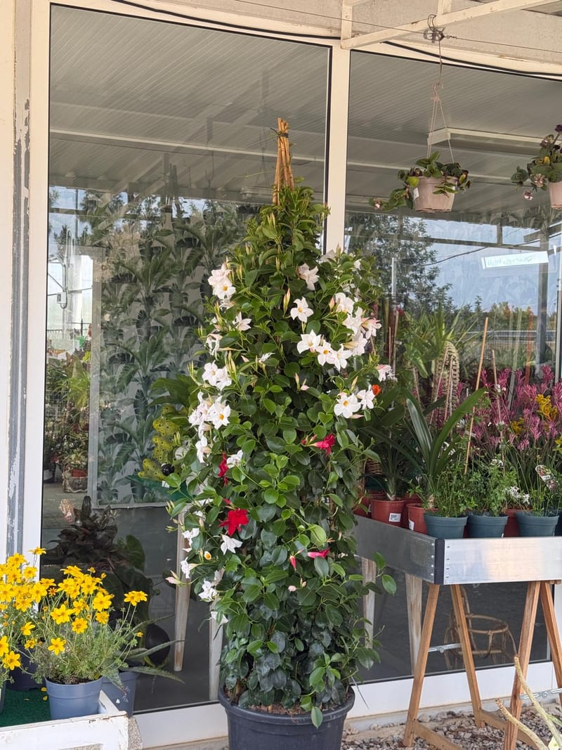 Plantas