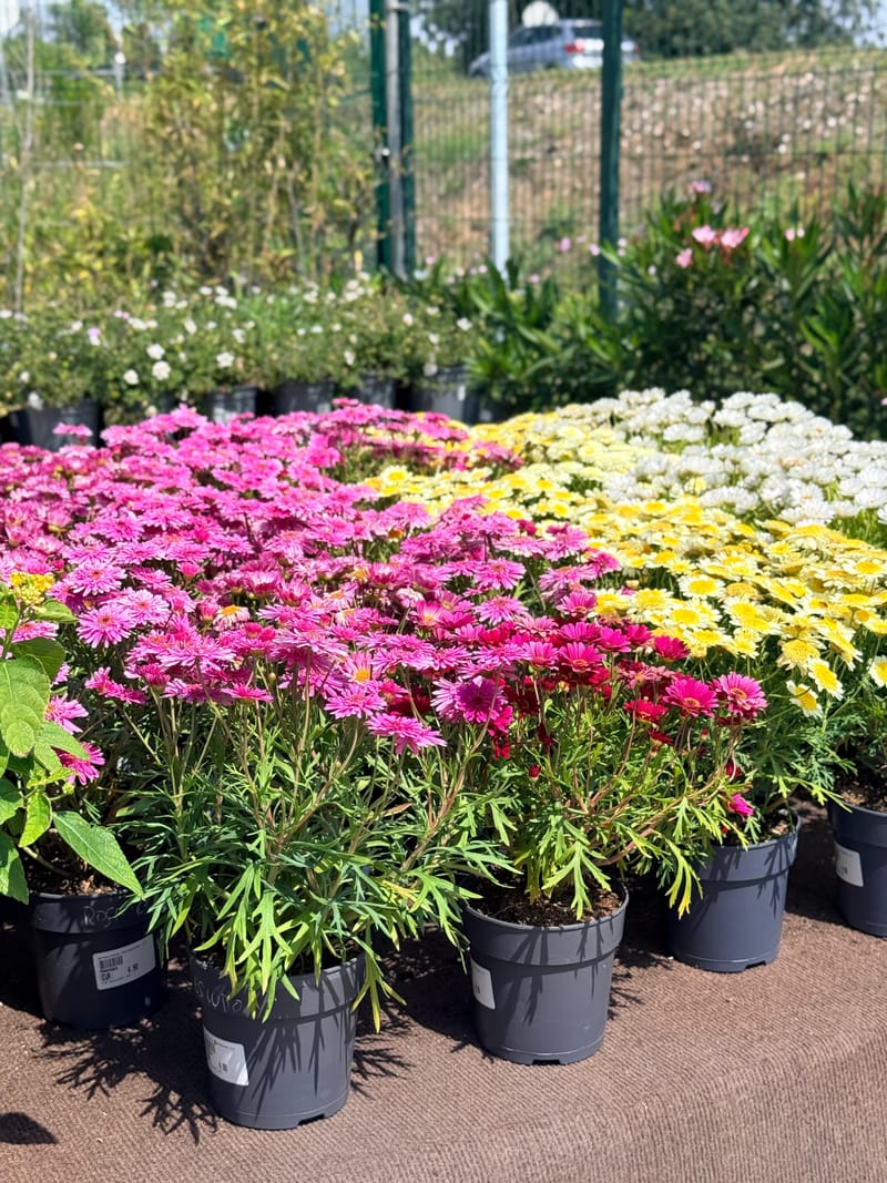 Plantas