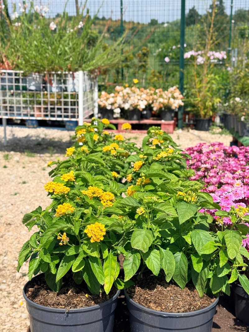 Plantas