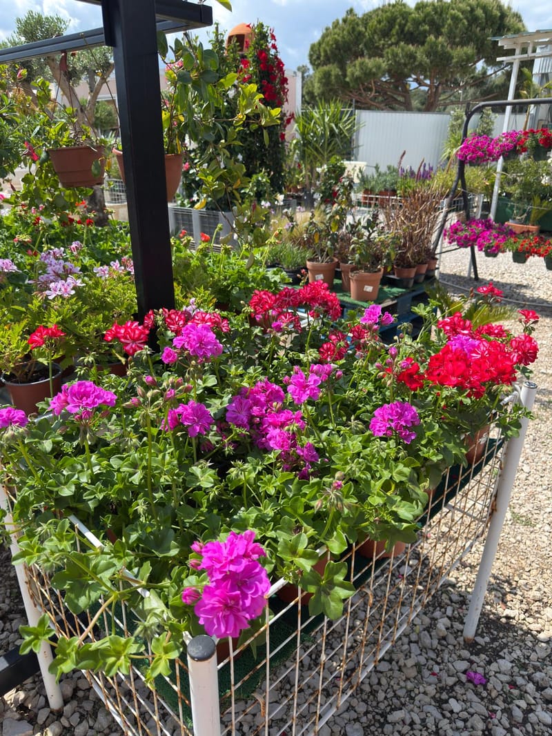 Plantas
