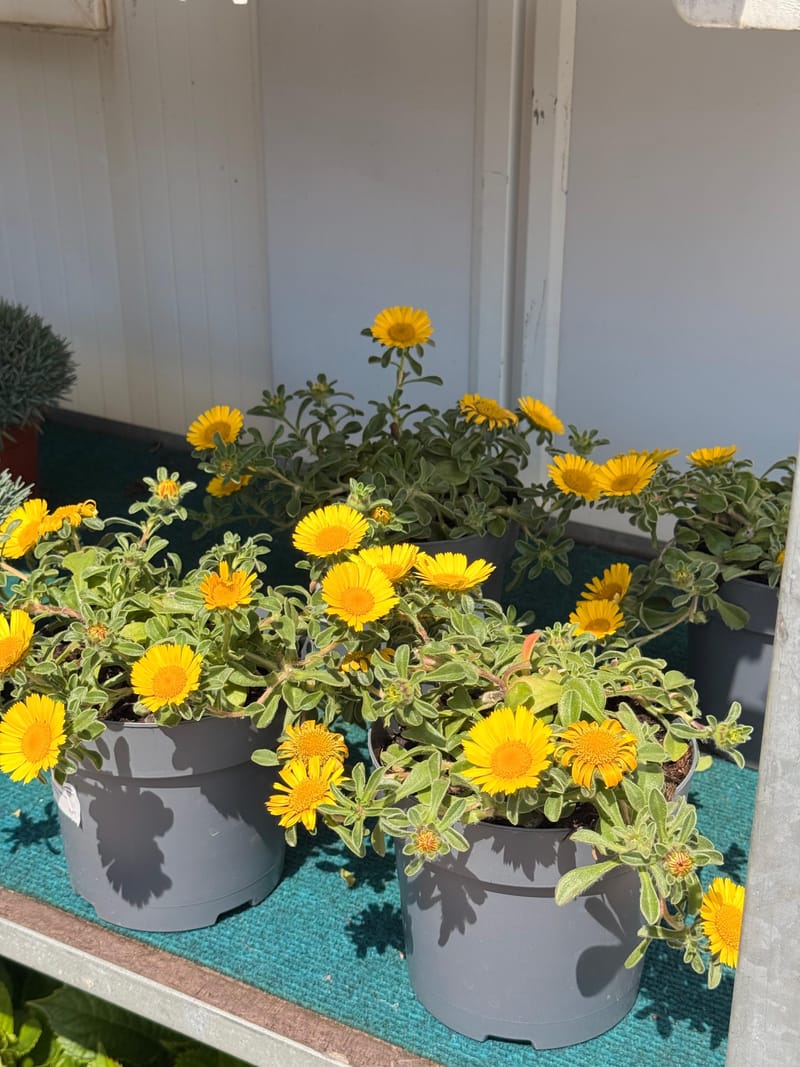 Plantas