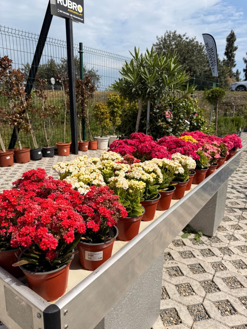 Plantas