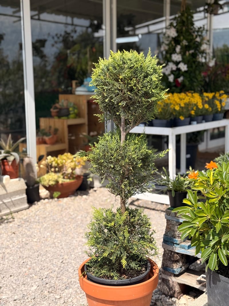 Plantas