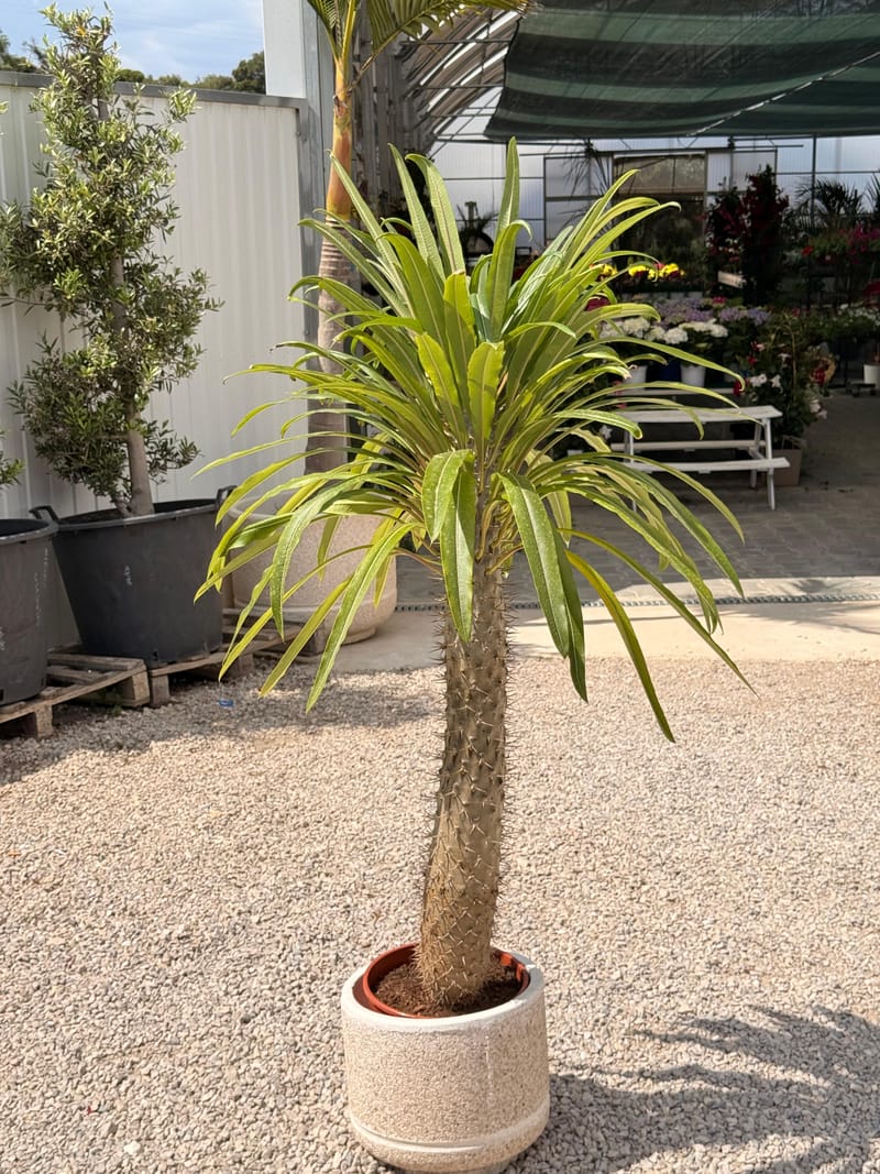 Plantas