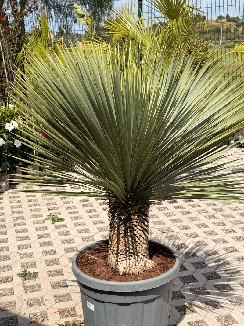 Plantas