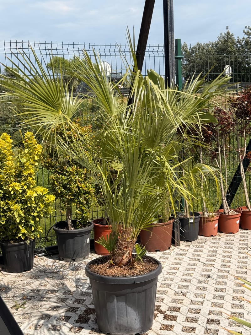 Plantas