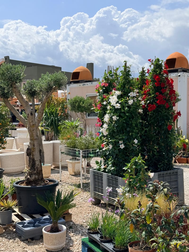 Plantas