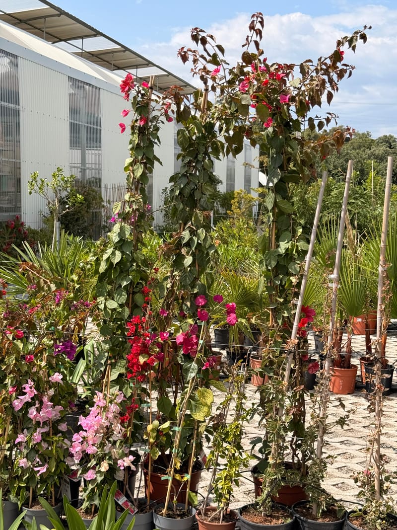 Plantas