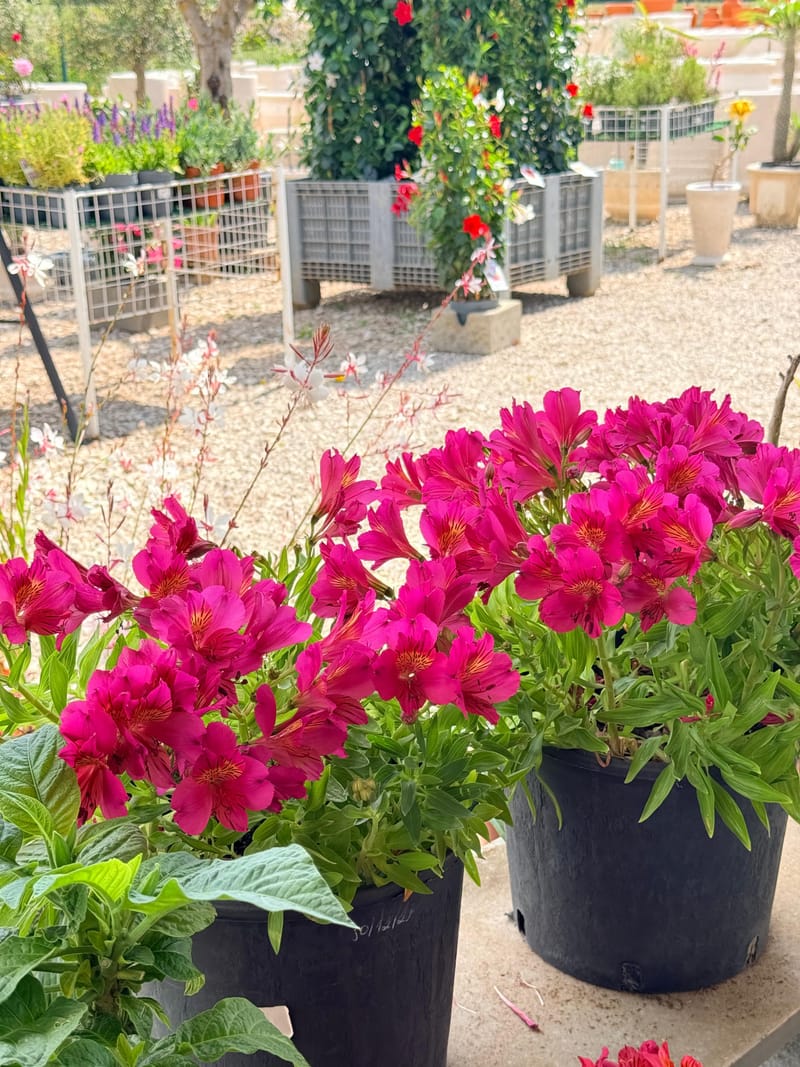 Plantas
