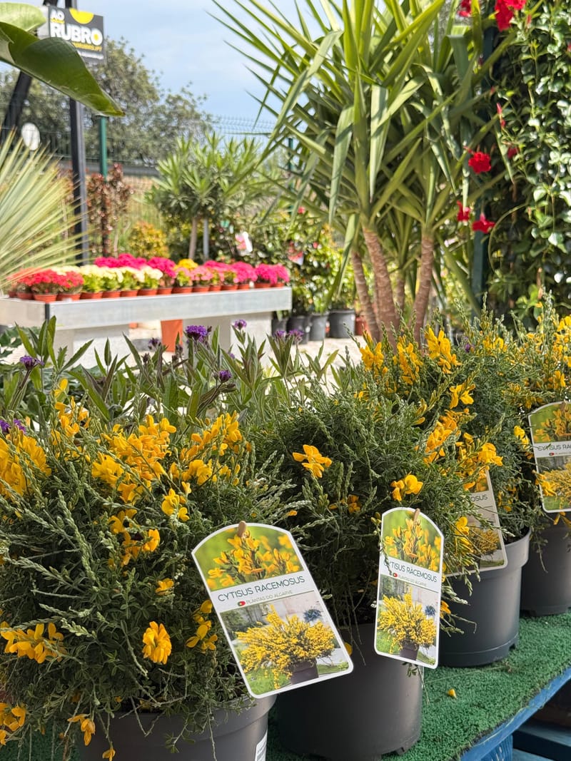 Plantas