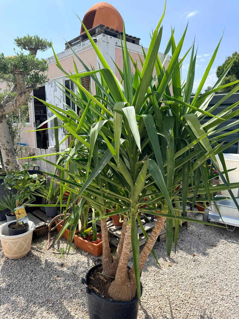 Plantas
