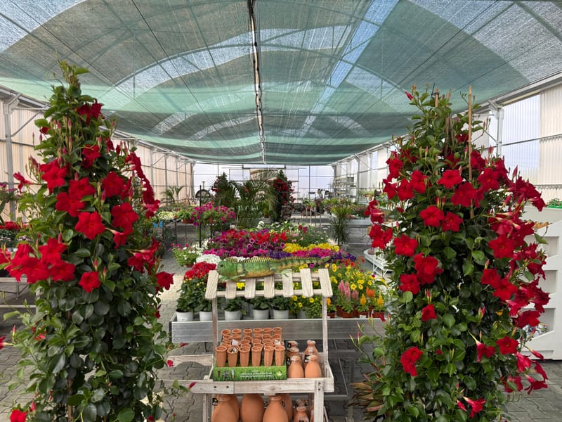 Plantas