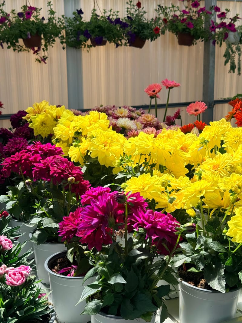 Plantas