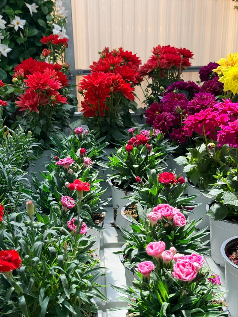 Plantas