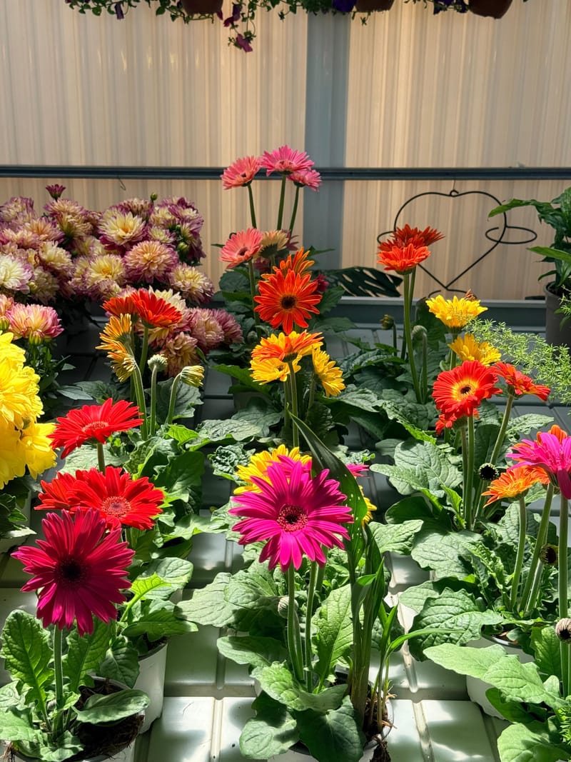 Plantas