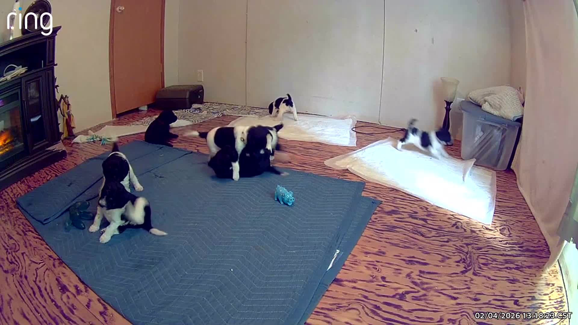 Playful Goldendoodles