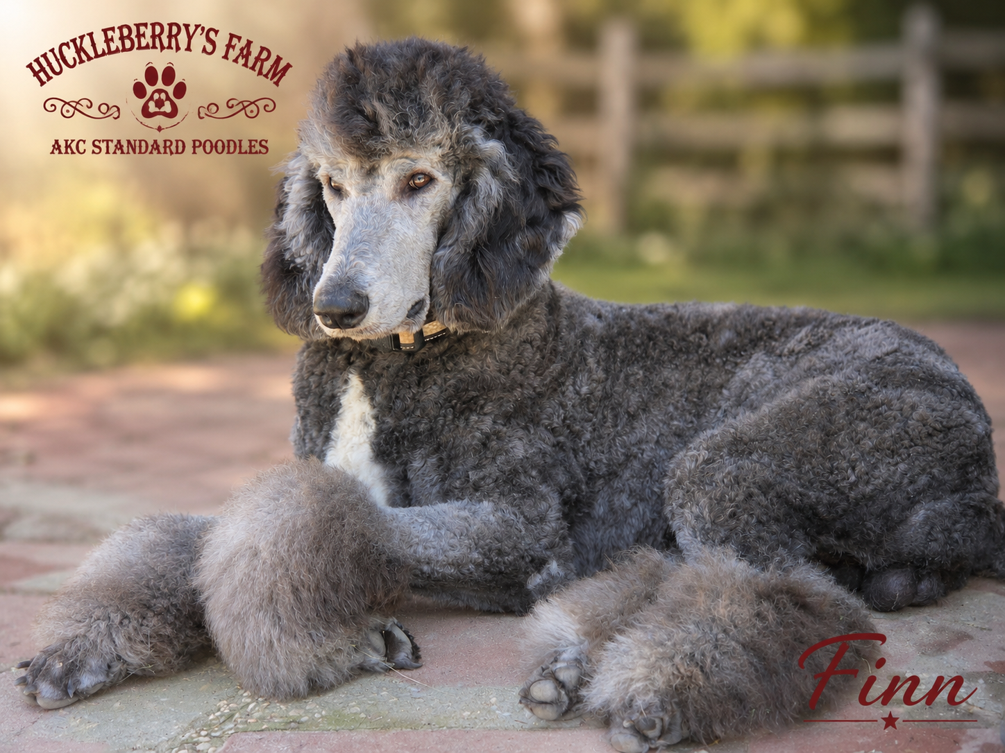 AKC Standard Poodle Sir - Finn