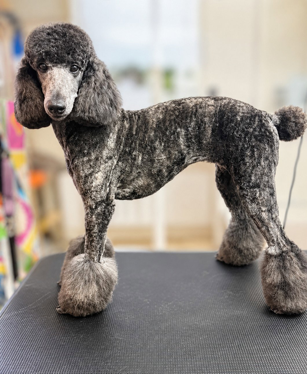 AKC Standard Poodle-Dam-Chloe