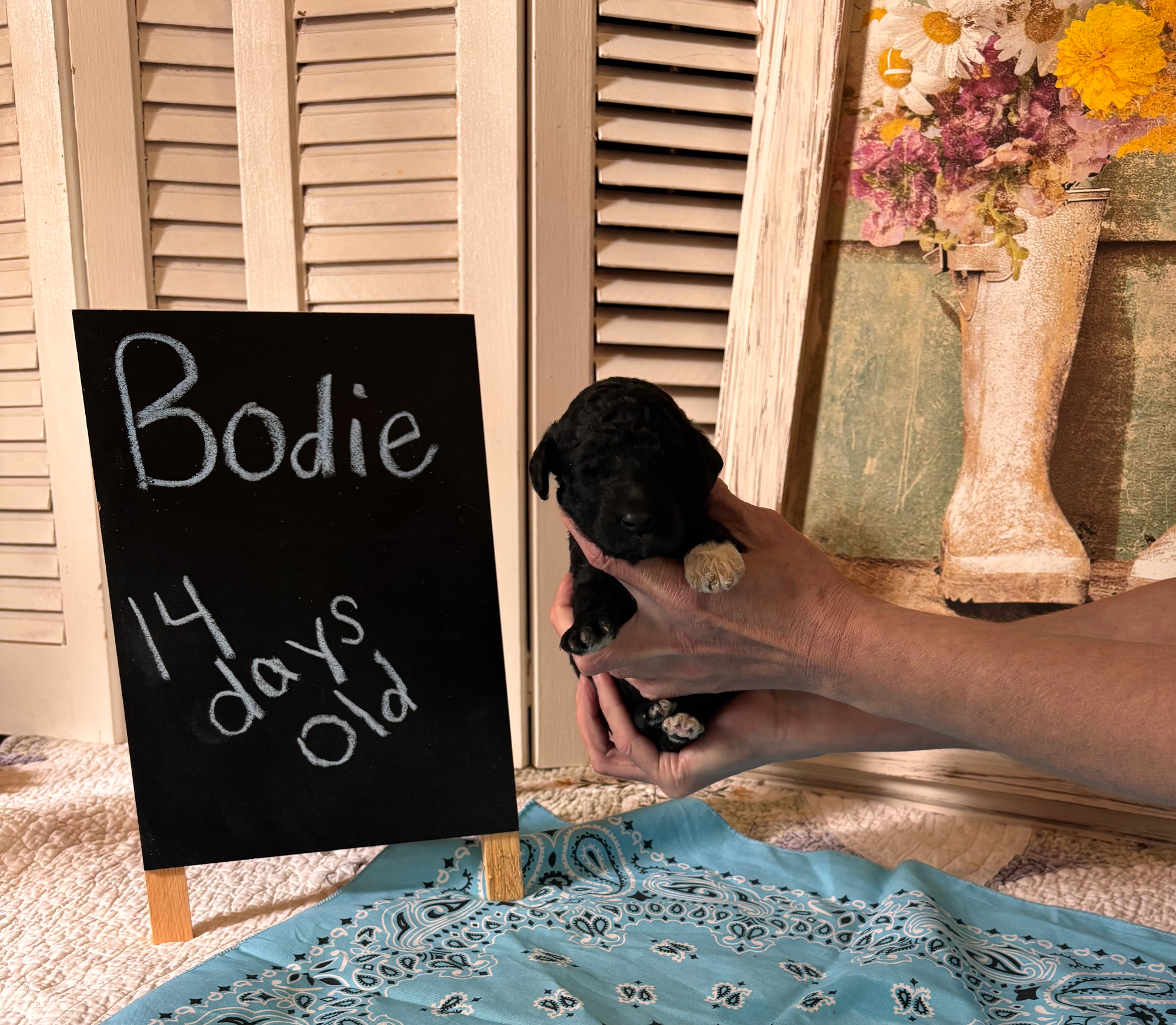 Bodie - AKC Standard Poodle - Silvering