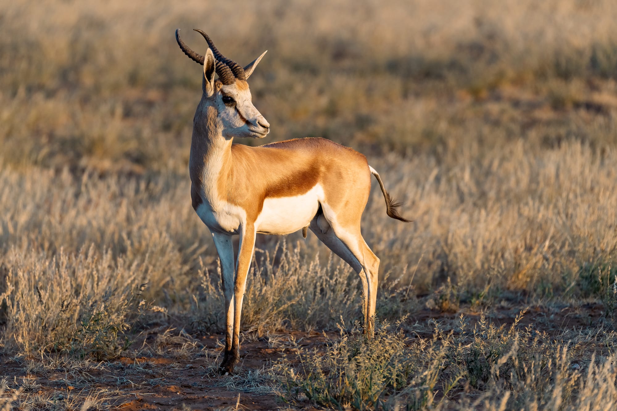 The Gazelle
