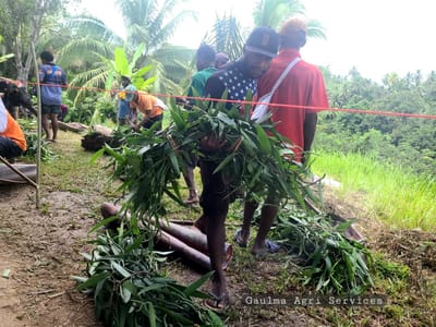 Vanilla Farmers Boosted with Climate Smart Vanilla Cultivation, Husbandry and Processing Training.