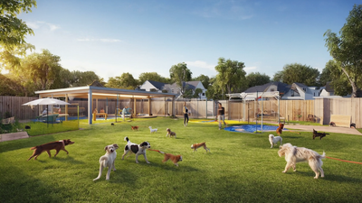 West Auckland Doggy Daycare: A Local Guide