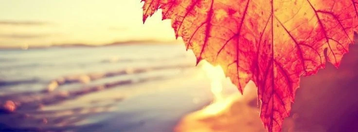 Programok, előadások.