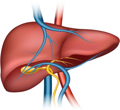 האגודה למניעת מחלות כבד