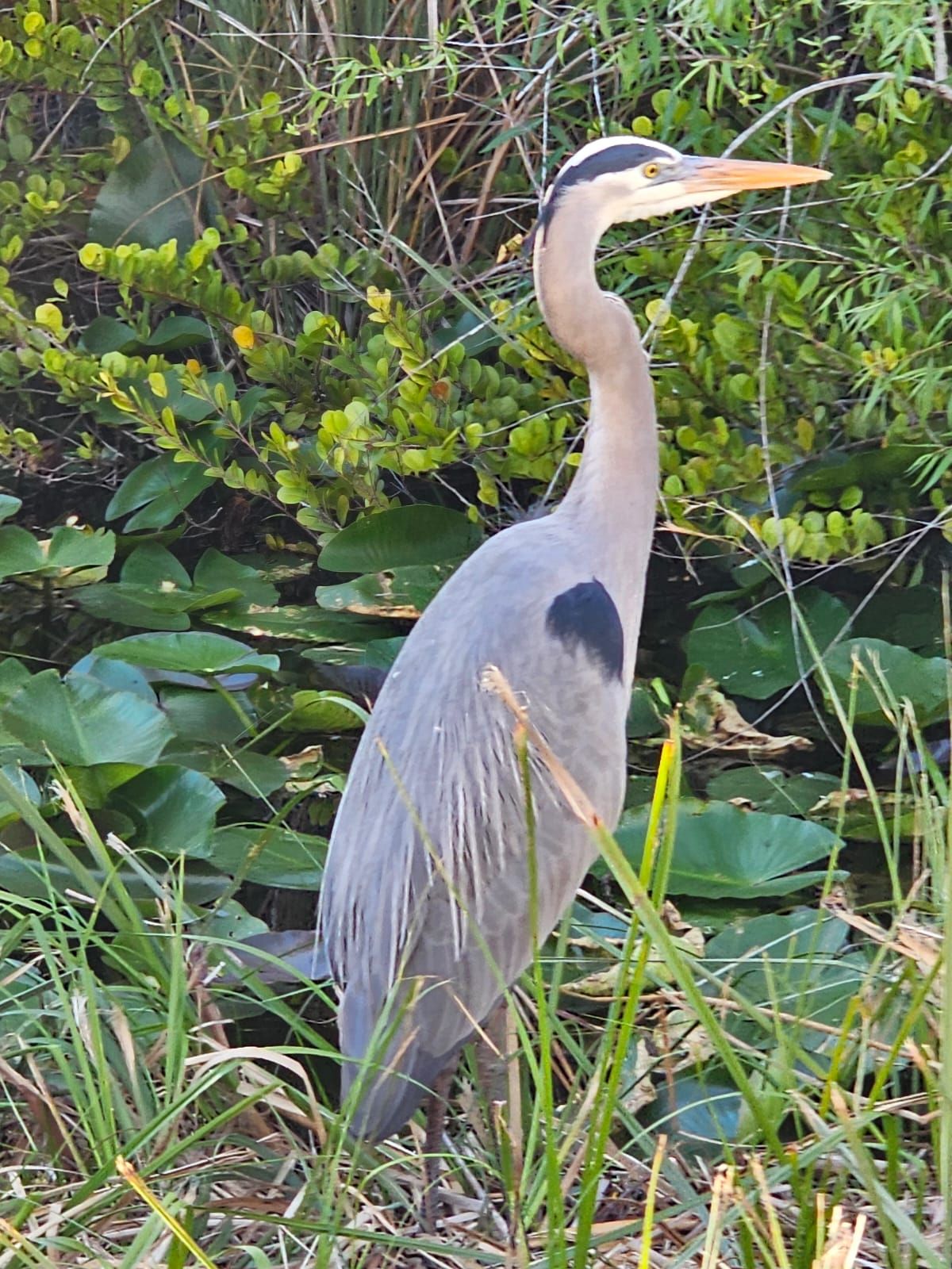 Great Blue Heron
