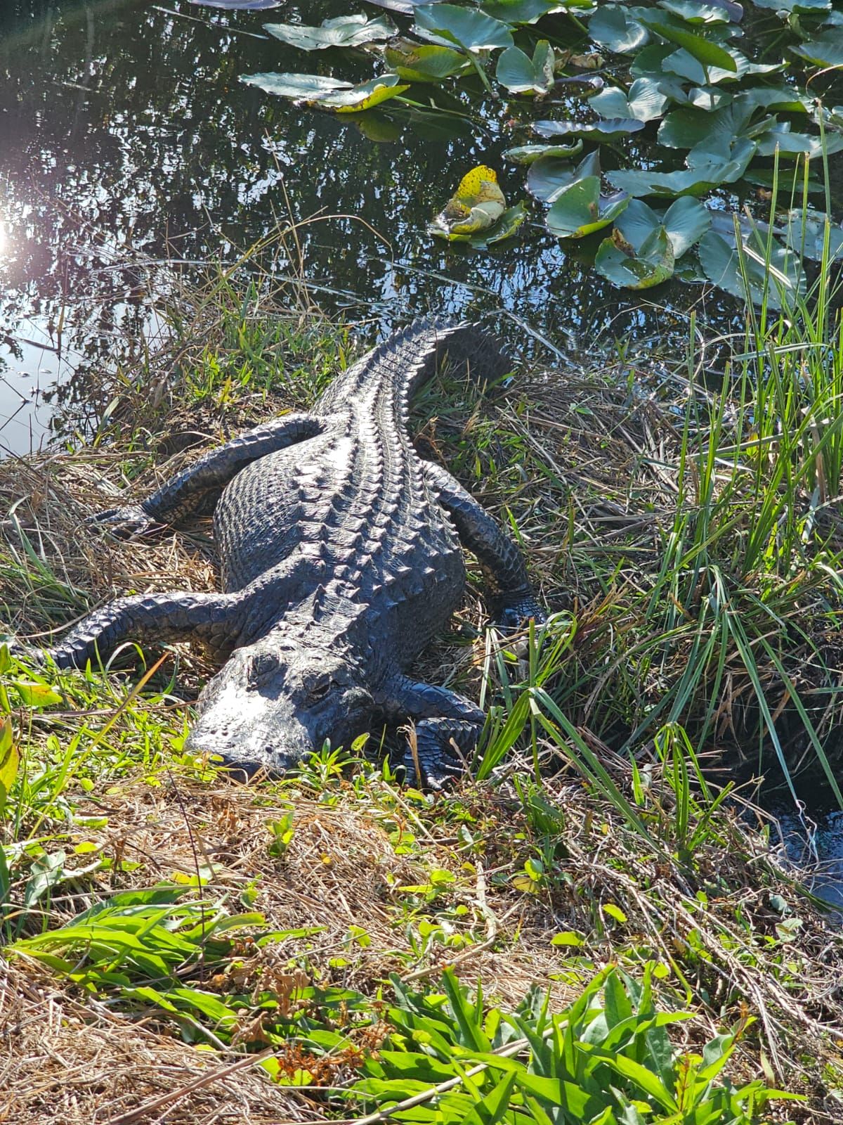 American Alligator