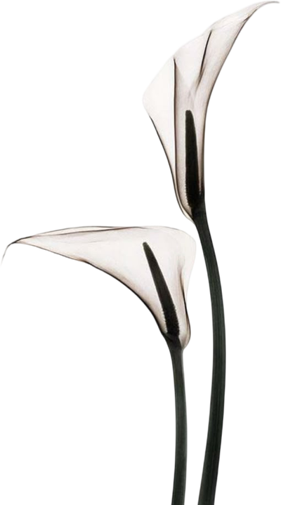 Aurelia