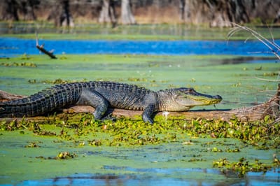 Art of the Swamp image