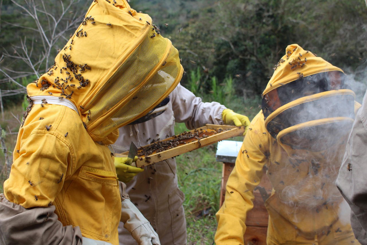 How to Start a Beekeeping Business in Kenya