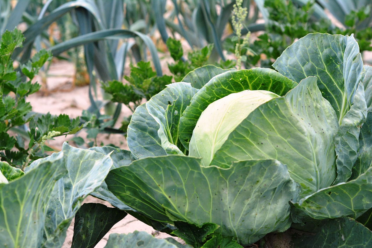 High-Profit Vegetable Farming on a 50 × 100 ft Plot in Kenya